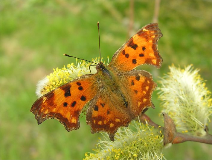 Polygonia c-album